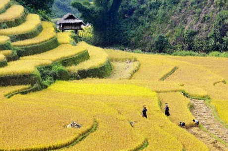 sapa terrace rice fields